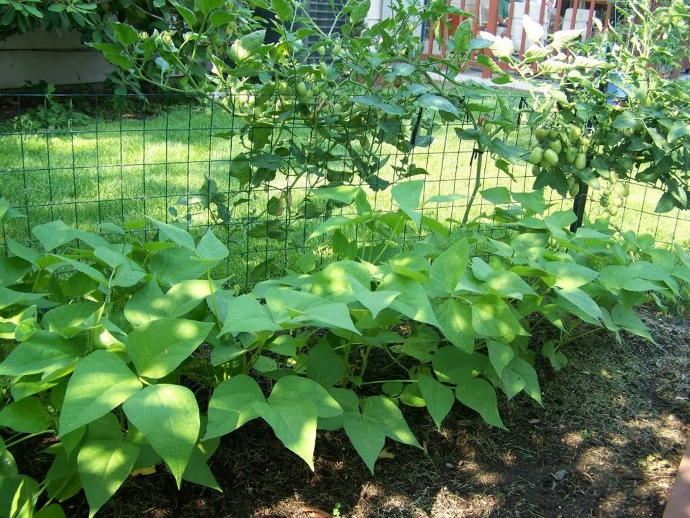 Beans, Blue Lake FM - 1K Stringless Pole , 150 Non-Gmo, Heirloom, Amish Seeds.