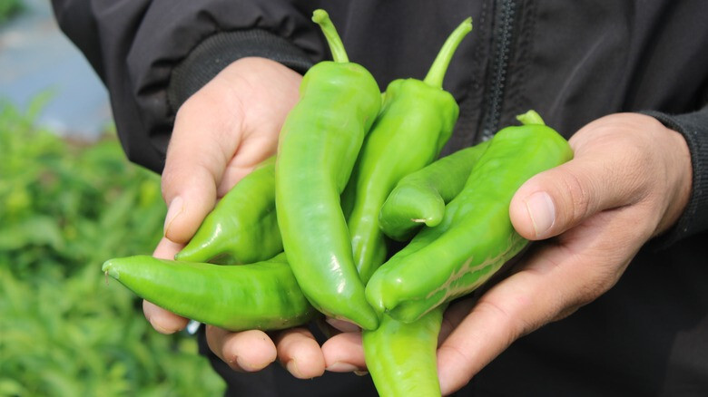75ct Guizeppi NuMex Hatch Chili Pepper Seeds! Medium Heat! Med Size Hatch @ 3"-4 gallery