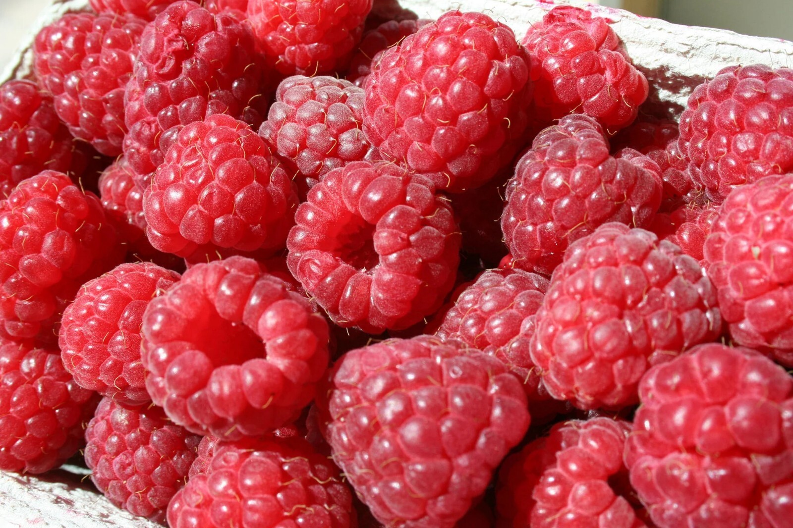 25+ Red Raspberry seeds, Non GMO, USA SELLER, Fast Shipping. gallery