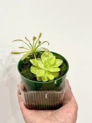 Carnivorous Plants Starter Pack (2) – Pinguicula and Cape Sundew Easy to Grow!