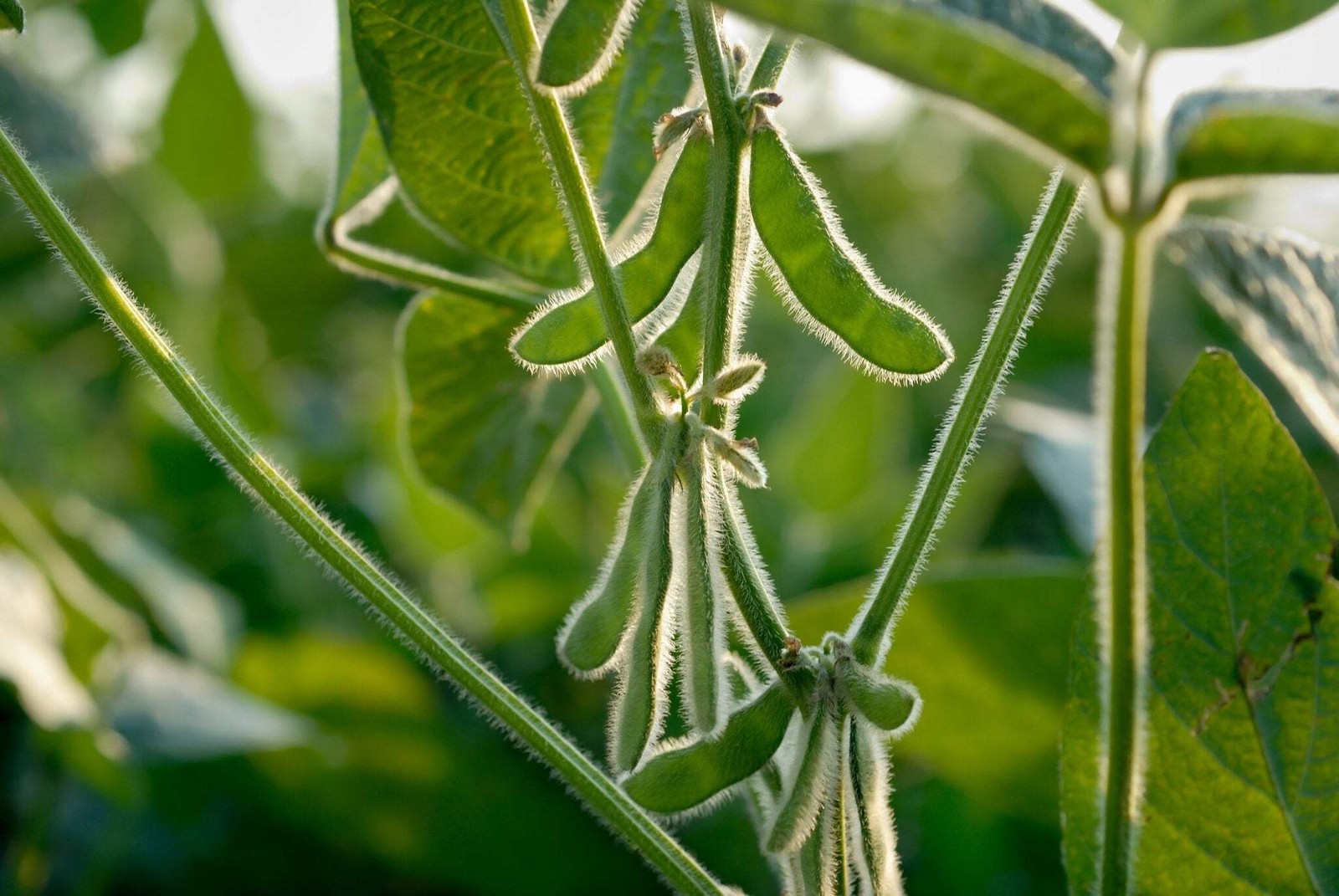Conventional Non-GMO Soybean Seed | Deer Wildlife Food Plot Forage Planting gallery