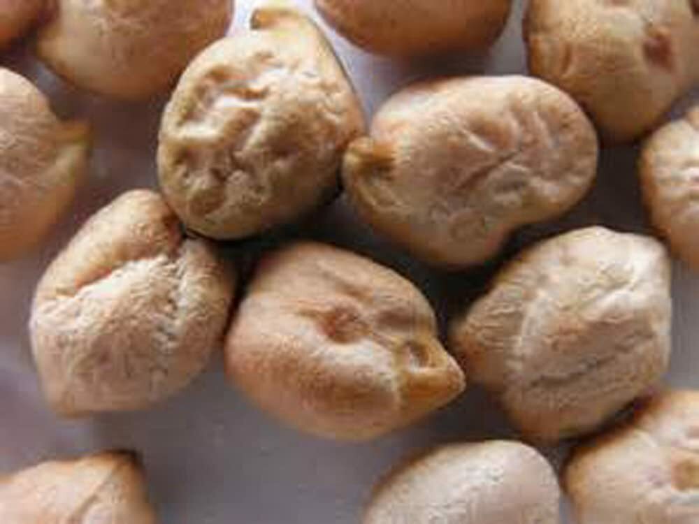 4 Ounce Garbanzo Bean Seeds gallery