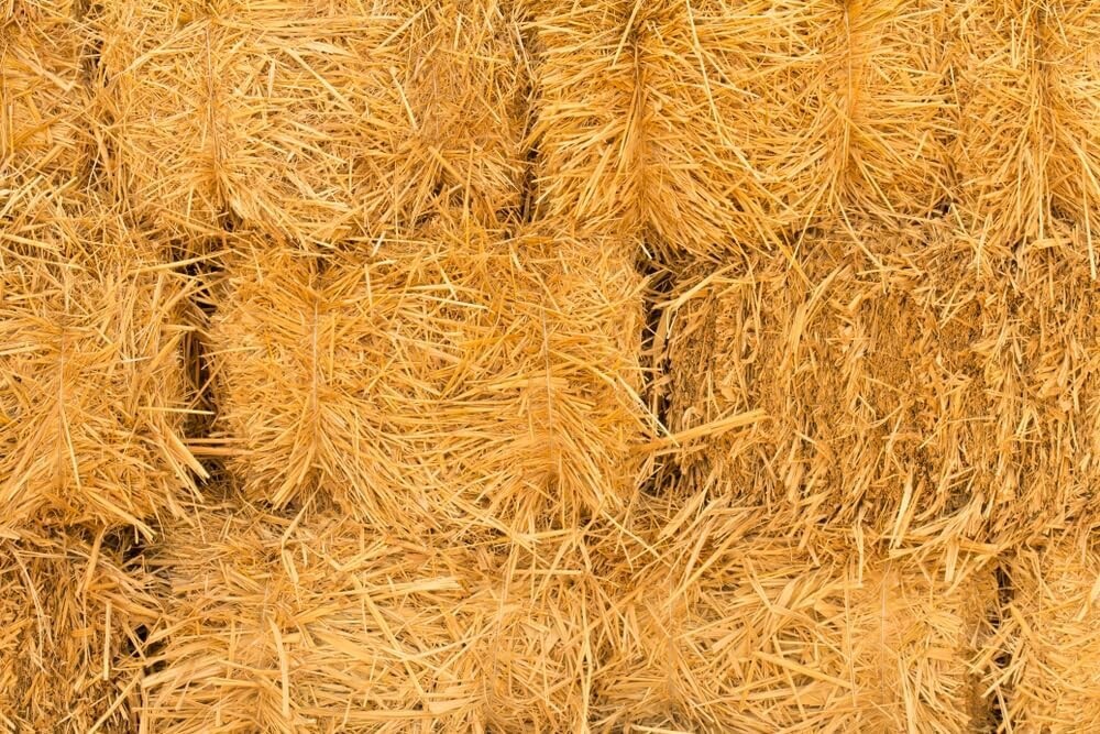 1/2 Pound Natural Wheat Straw for Animal Bedding, Garden Mulch & Compost gallery