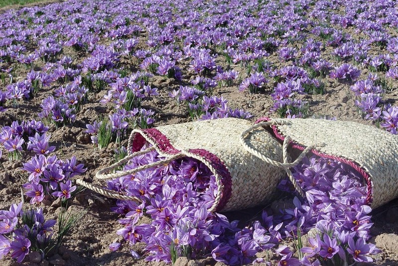 1g Super- Organic Saffron for Risotto, Paella & Desserts - Culinary Gold gallery
