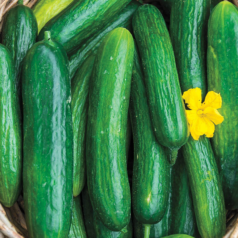 Beit Alpha Cucumber Seeds, Persian or Lebanese Cucumber, Burpless, FREE SHIPPING gallery