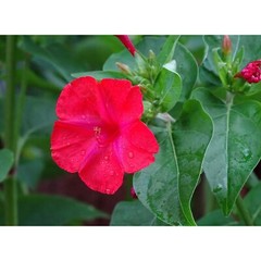 4 oclock seeds *20 Count* – RED