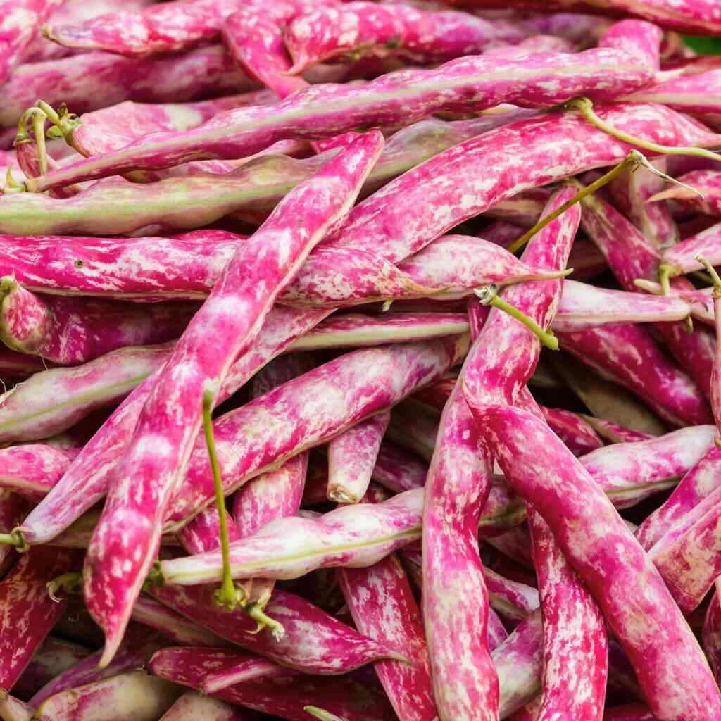 BULK Pink Cranberry Bean Seeds | Dwarf Horticultural Taylor Borlotti Pinto 2024 gallery