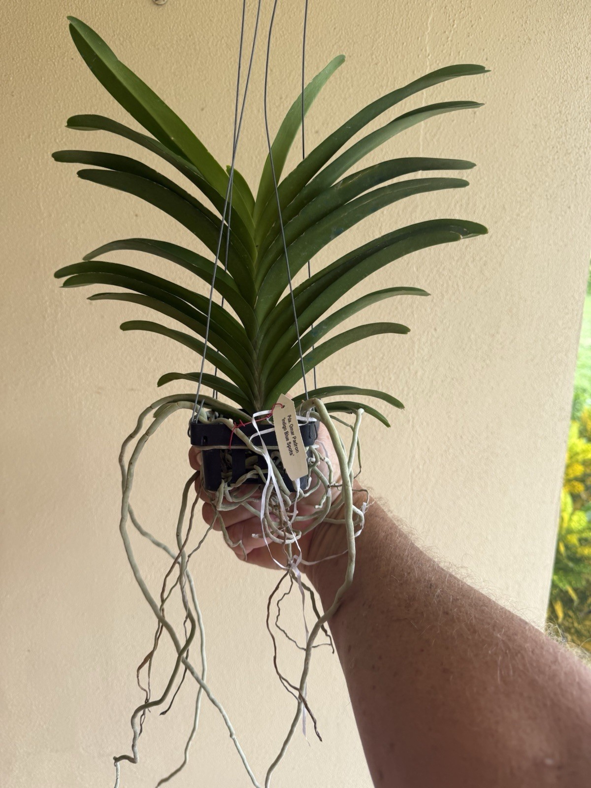Vanda Papilionanda Omar Padron 'indigo blue spots' Orchid Plant FRAGRANT 0308 gallery