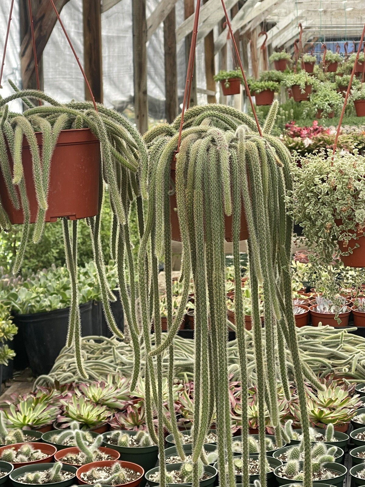 RAT TAIL CACTUS 6-INCH POT HANGING gallery