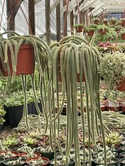 RAT TAIL CACTUS 6-INCH POT HANGING