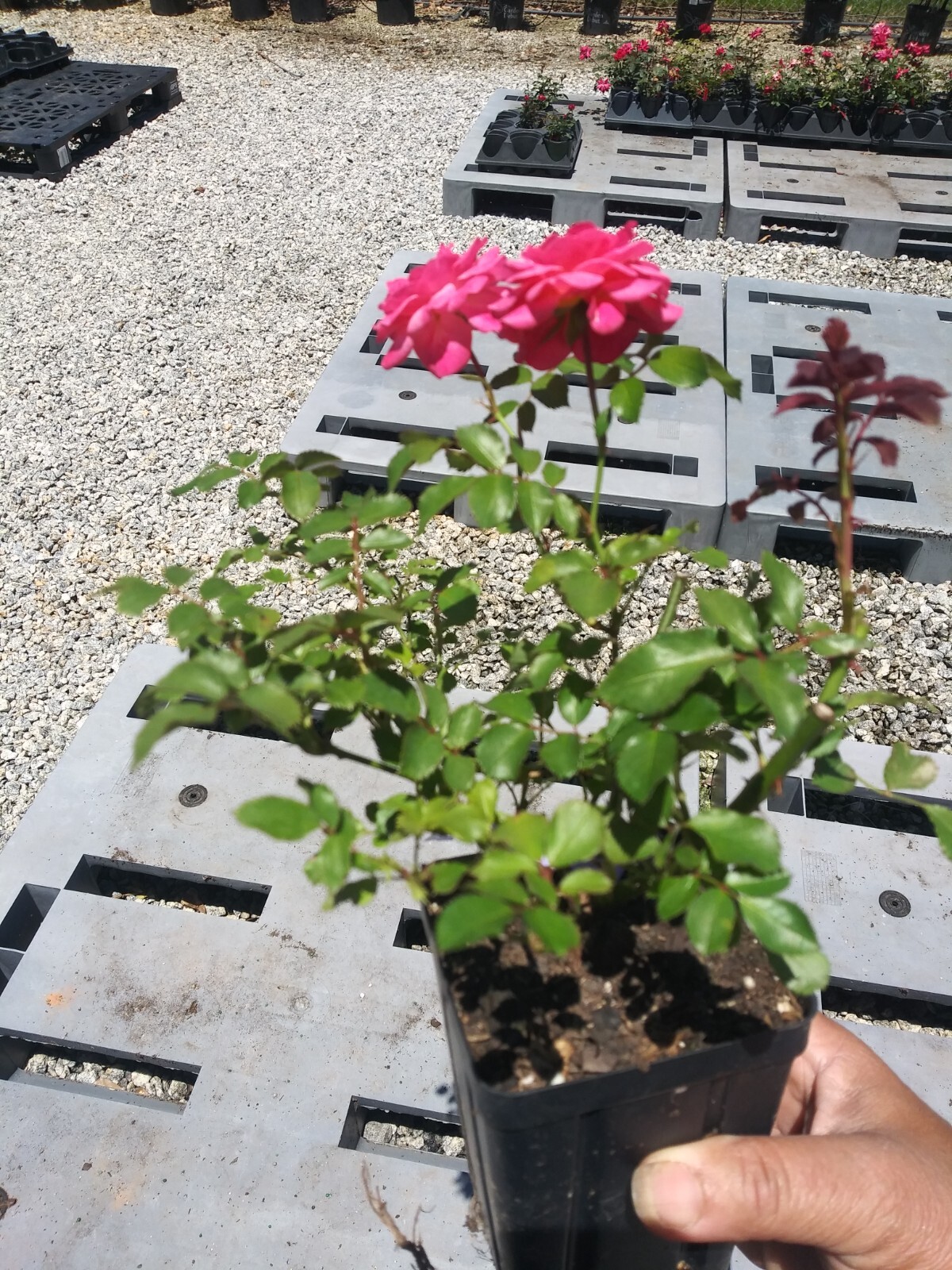 Sweet Drift® Pink Groundcover Rose - Live Plant ( 1 QT ) gallery
