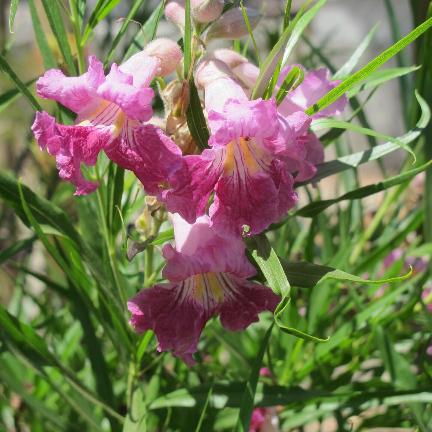 40+ Desert Willow Tree Seeds Freshly Harvested, Purple Orchid Flower (25B) gallery