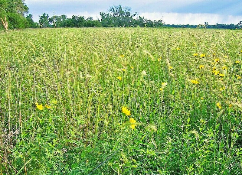 500+VIRGINIA EASTERN WILD RYE Grass Seeds Native Prairie Bunchgrass Spring Fall gallery