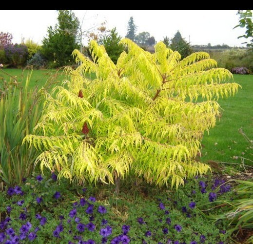 Staghorn Cutleaf Sumac 'TigerEyes' (rhus typhina) gallery