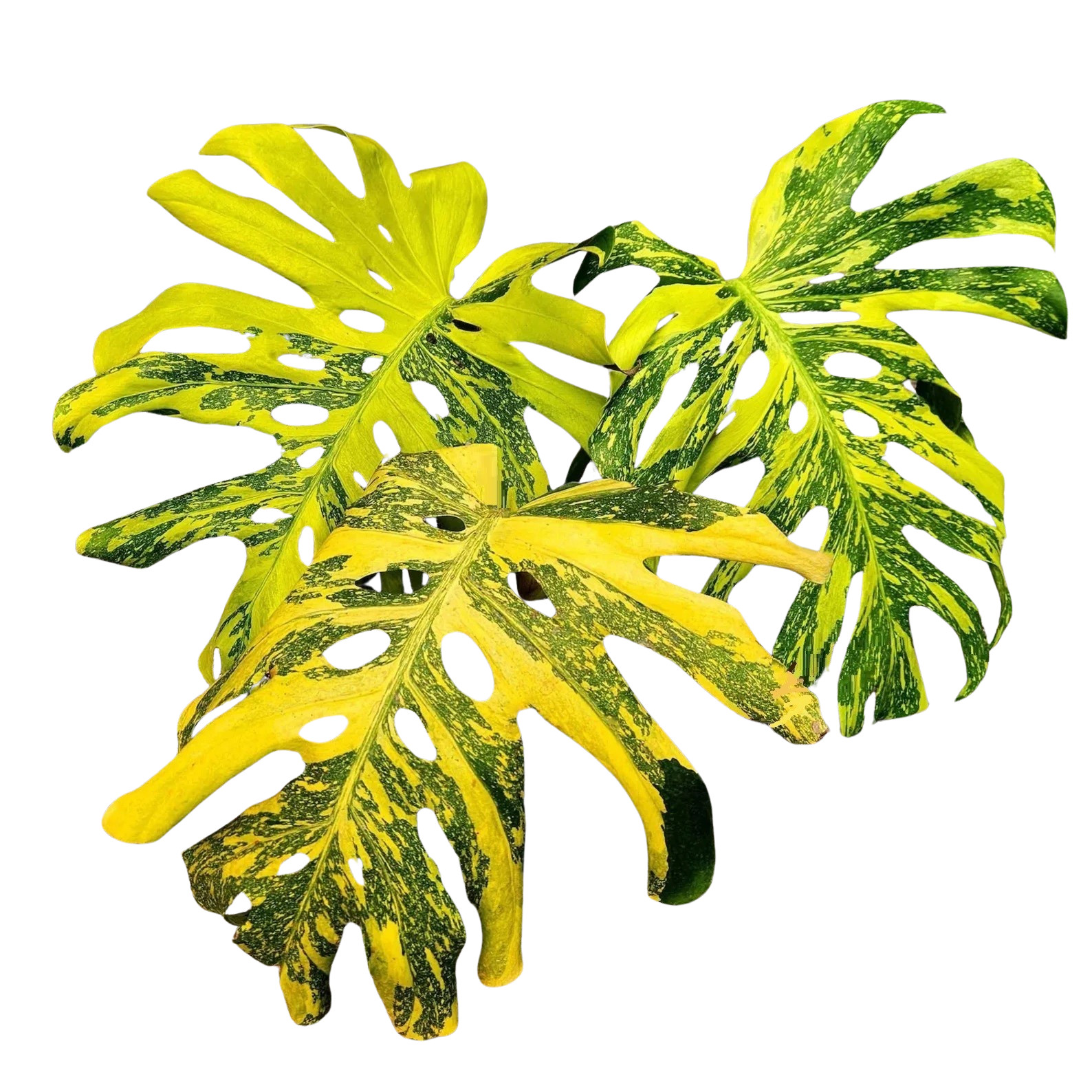 Monstera Electro Light Tissue Culture Plantlet | Rare Variegated Monstera TC Sta gallery