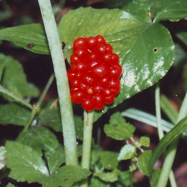 5 Jack-In-The-Pulpit bulbs Indian Turnip (Arisaema triphyllum) gallery