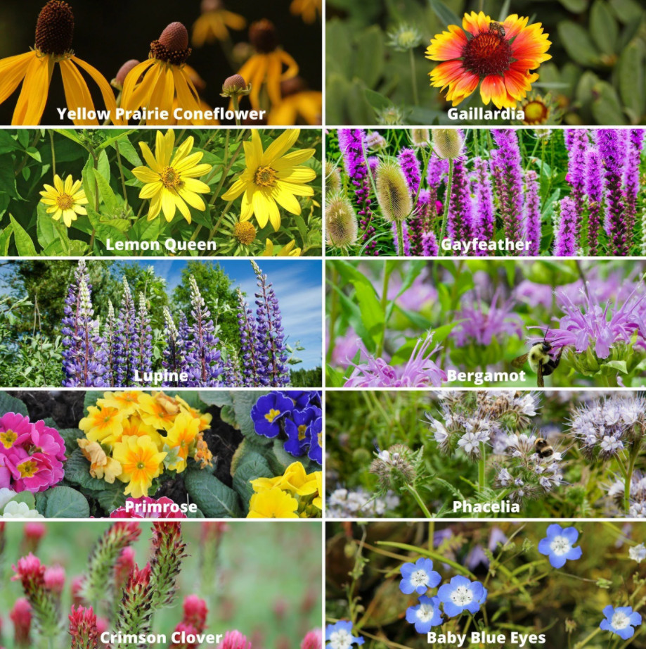 400+ Wildflower Mix Annual Perennial BEE MIX Collection Attract Bees 19Varieties gallery