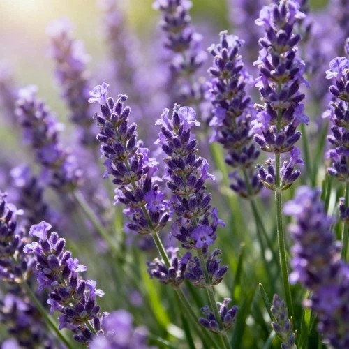 English Lavender (Lavandula x intermedia) non-GMO Heirloom seeds 100ct gallery