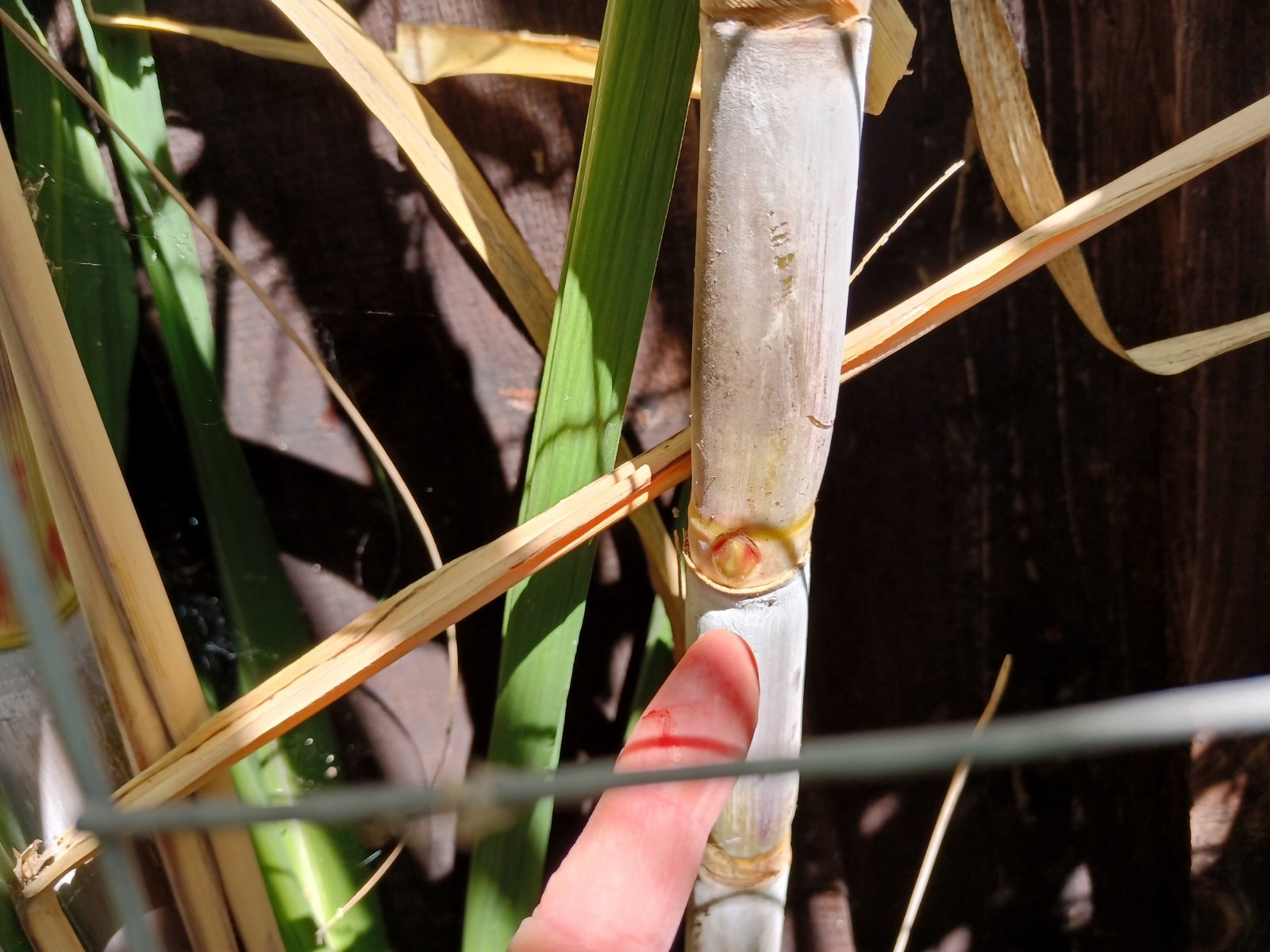 4 FRESH CUT PURPLE SUGARCANE California Grown NON GMO FREE SHIPPING gallery