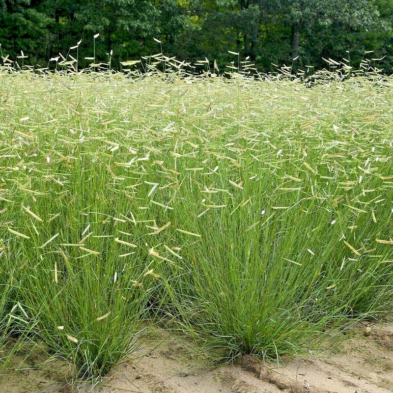 1001+BLUE GRAMA Seeds Native Prairie Grass Drought Poor Soils Low Maintenace gallery