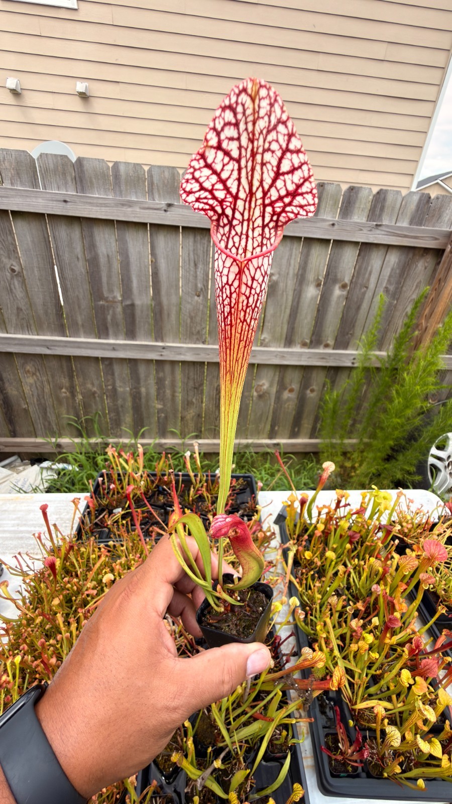 Sarracenia - 🔥🔥 20-213 Fuzzy Addington Hybrid x Tall Leuco 🔥🔥 gallery