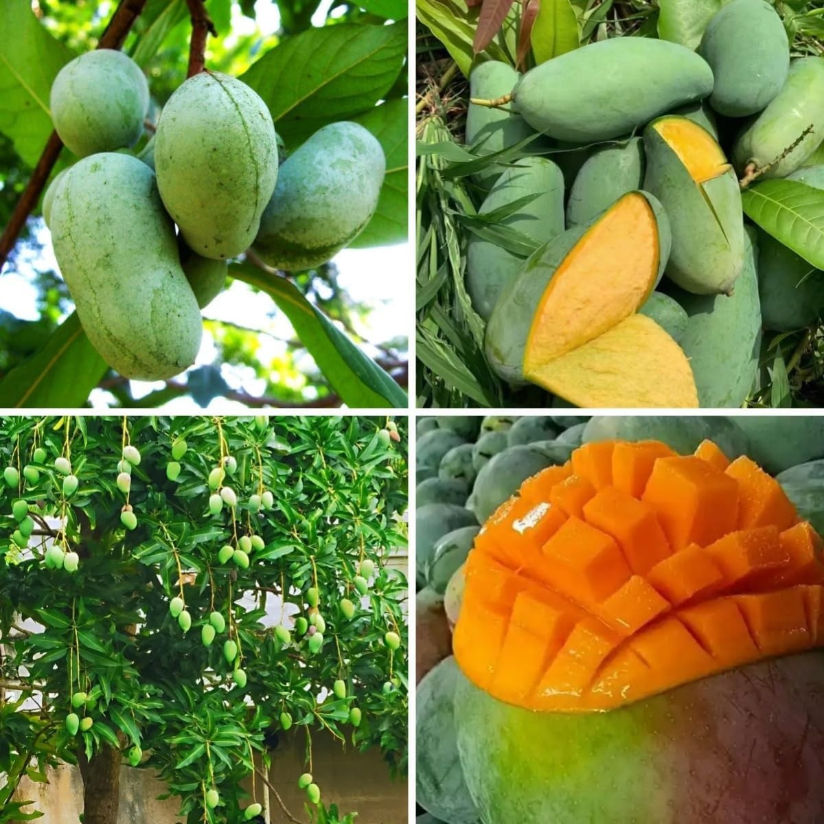 3PCS Mango Tree Seeds Fast Growing Tropical Fruit Garden Planting gallery