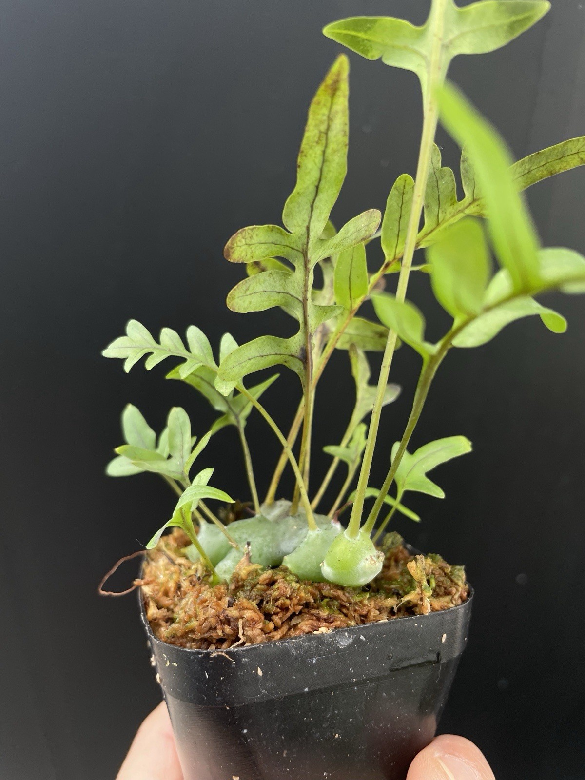 Lecanopteris cf. sinuosa Ant Fern Established Plant Exact Plant gallery