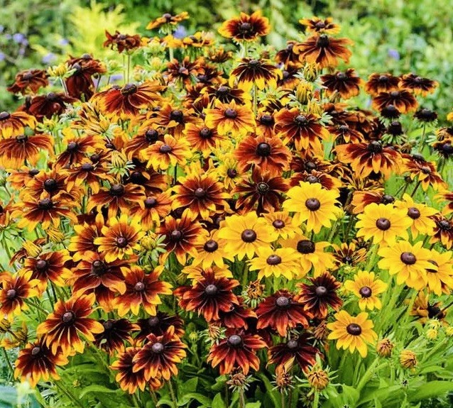 200 Rustic Mix - Black Eyed Susan Seeds (Dwarf) -Attracts Pollinators - Heirloom gallery