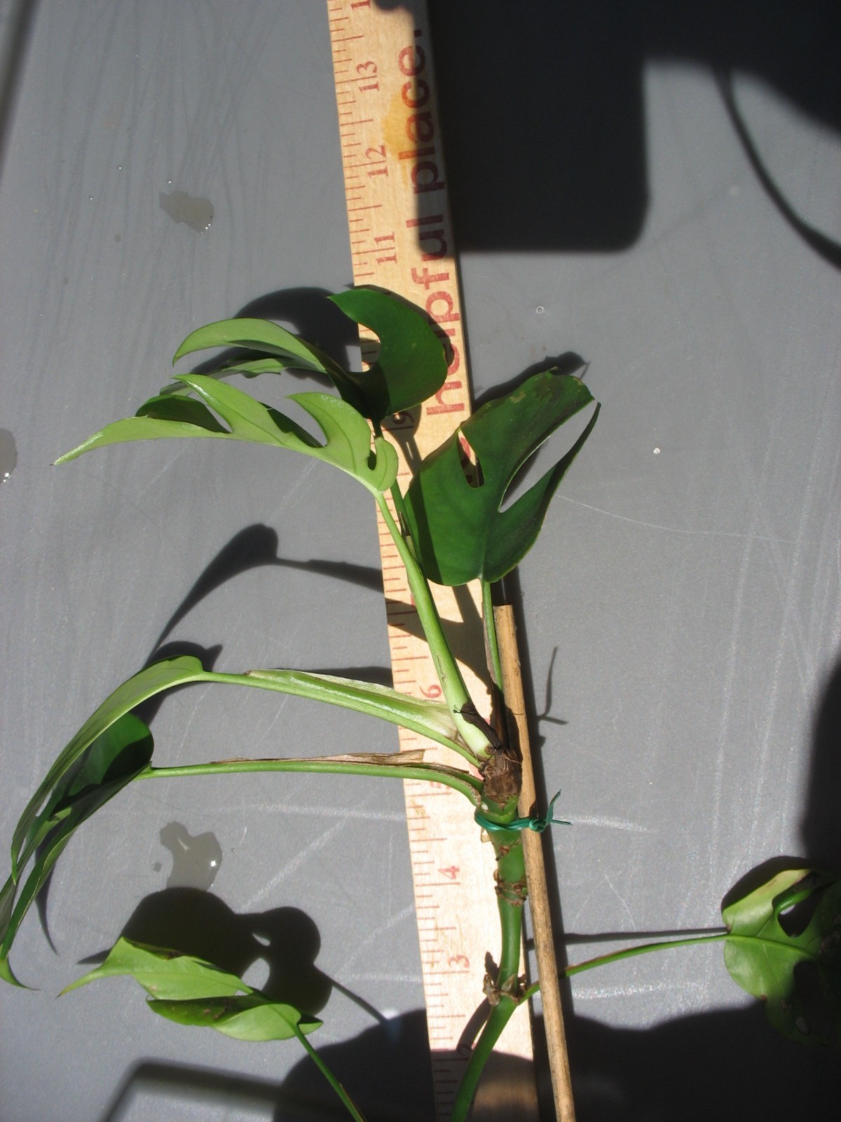 MONSTERA GINNY in 3.5" Pot | Mini Split Leaf | Live HousePlant | Tetrasperma gallery
