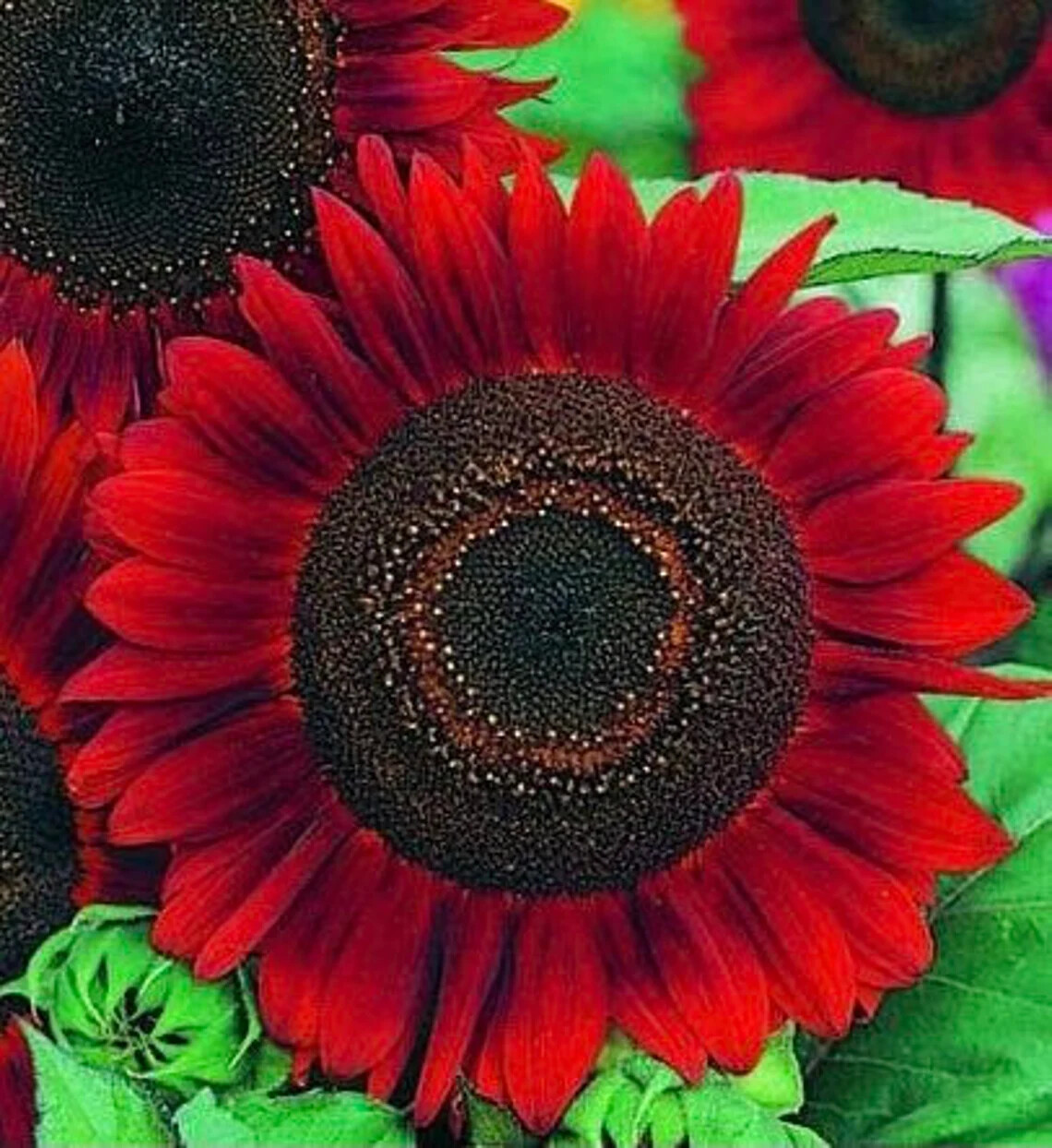 Red Sun Sunflower Seeds | Heirloom | Non-GMO | Fresh Garden Seeds gallery