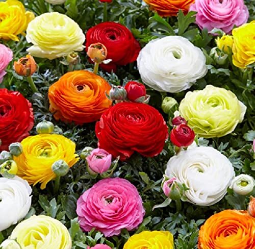 Dozen Mixed Peony Ranunculus Bulbs - Ships from Iowa - 12 Large Healthy Bulbs gallery