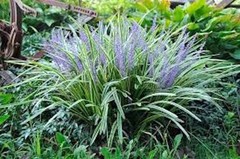 3 Varigated Monkey Grass Bare Roots Liriope muscari ‘Variegata’ Landscape