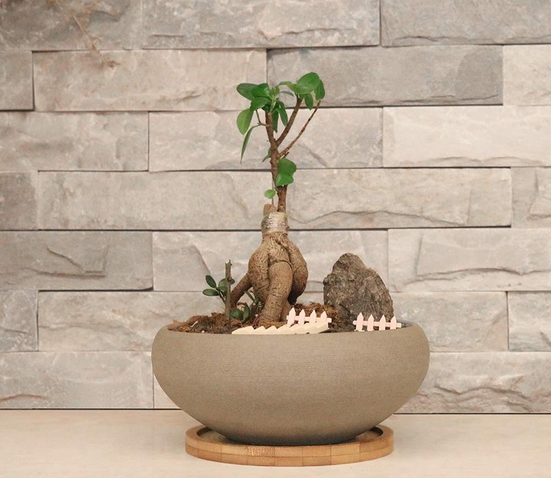 Large Unglazed Ceramic Bonsai Pot with Bamboo Tray – 8” Succulent Planter gallery