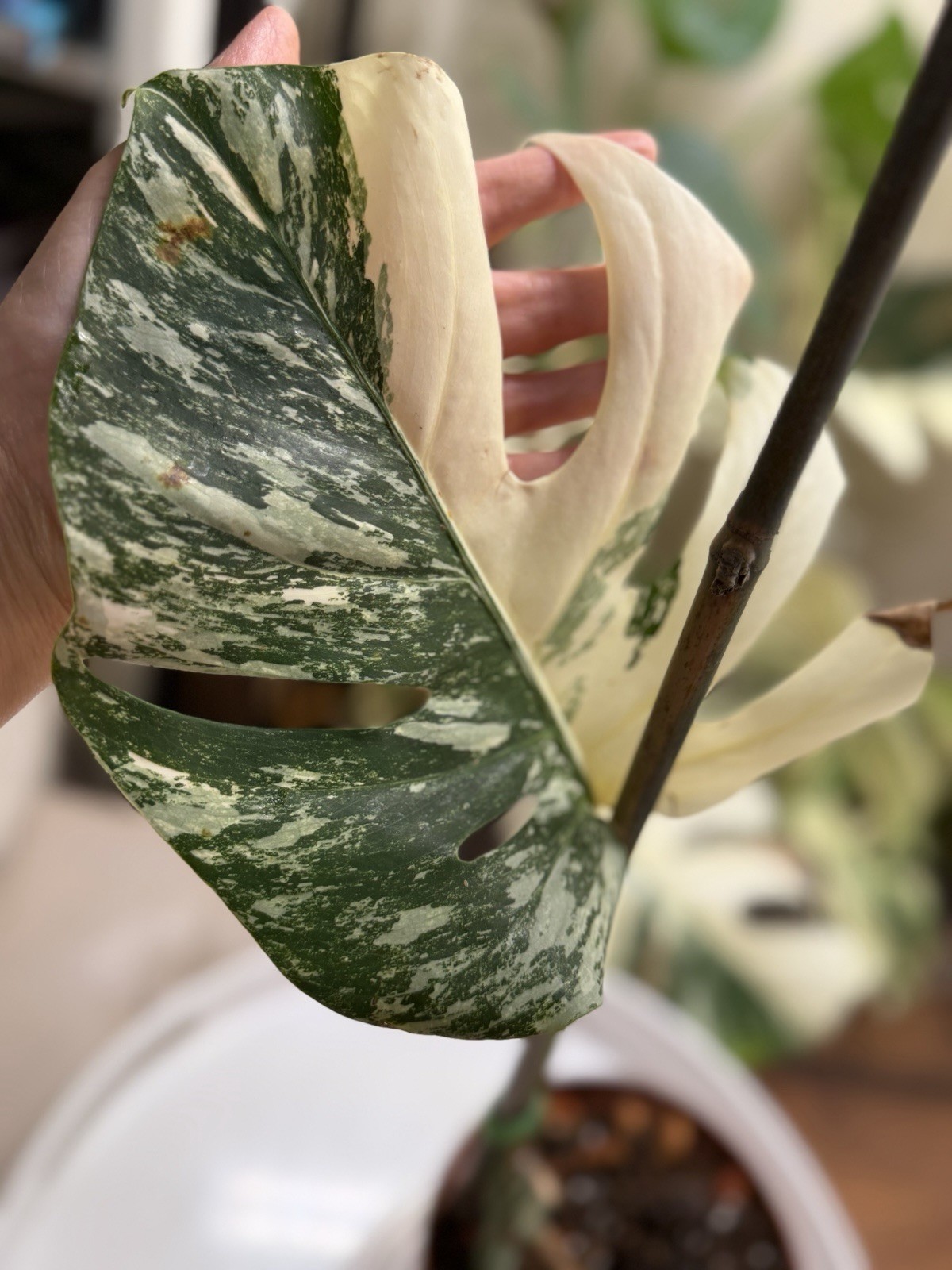 Highly Variegated Monstera Albo Halfmoon Premium Cutting with Fenestrations gallery