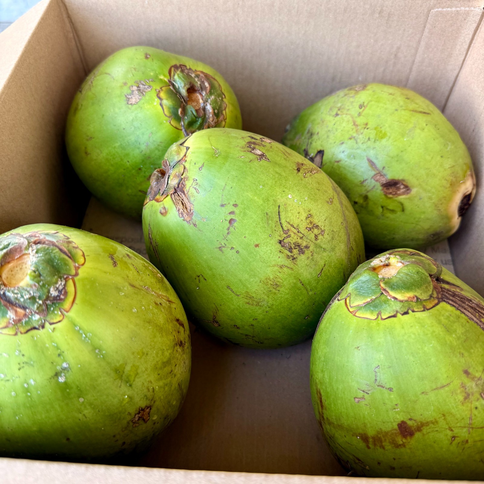 Fresh Green Coconuts – Live Sprouting Coconuts – Coconut Water or Planting NO CA gallery