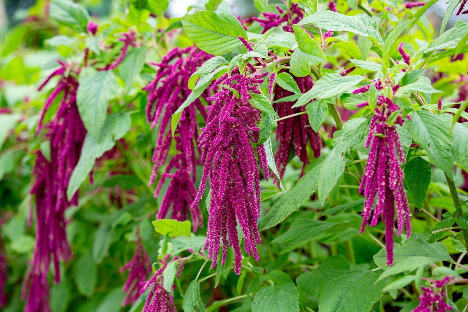 Amaranth Love Lies Bleeding Seeds, Inca Wheat, Tassel Flower, NON-GMO, FREE SHIP gallery