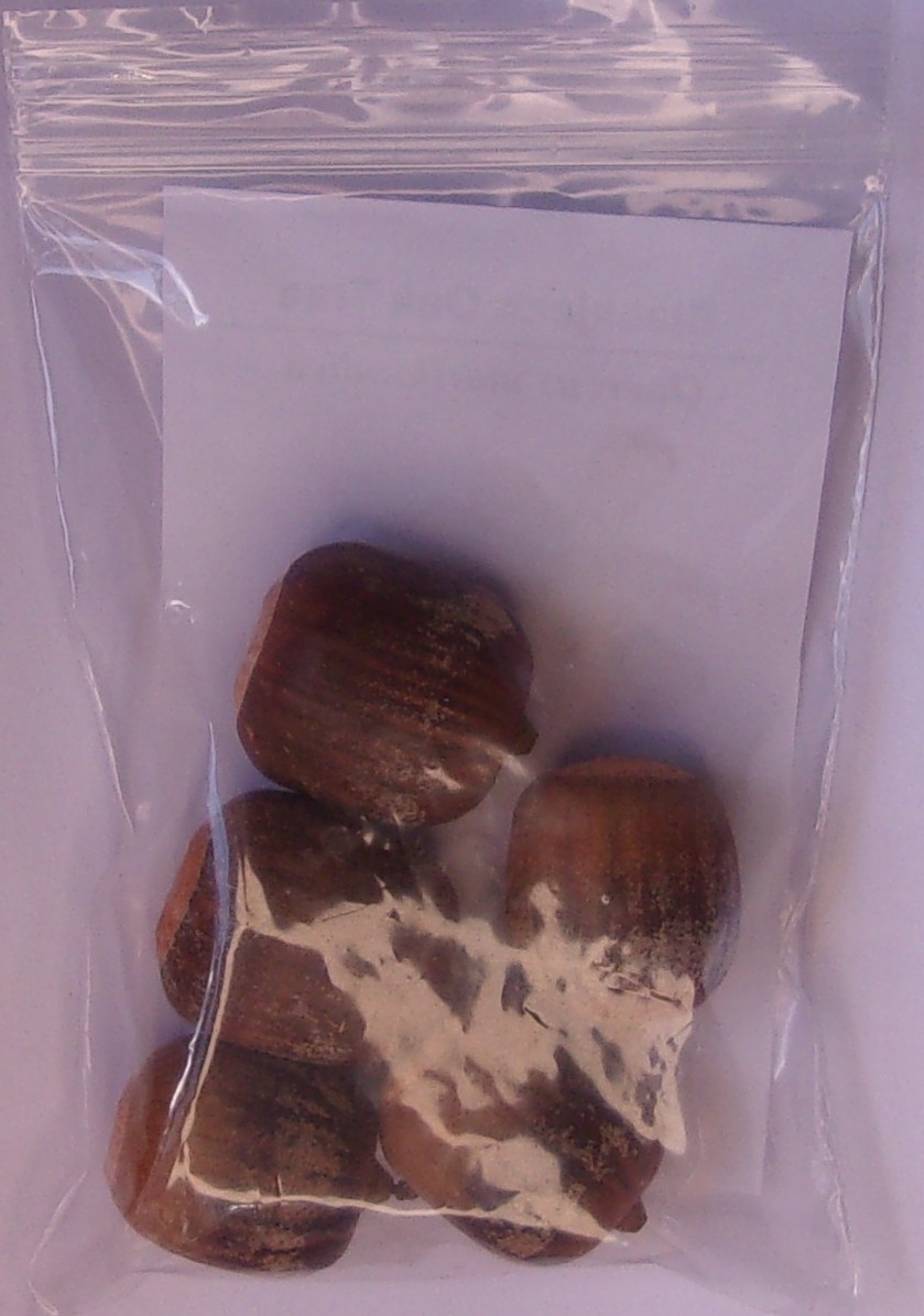 Blackjack Oak - 5 Seeds - Quercus marilandica gallery