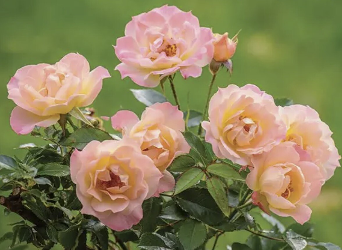 Schultz SPF70220 1.5 Lb Soluble Rose & Flower Plant Food Fertilizer 14-24-24 gallery