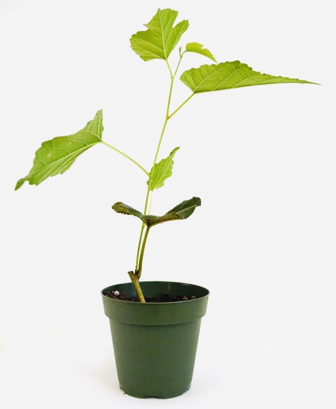 1 PACK 4” POT DWARF MULBERRY TREE GREENHOUSE BEST GIFT LIVE PLANT GUARANTEED gallery