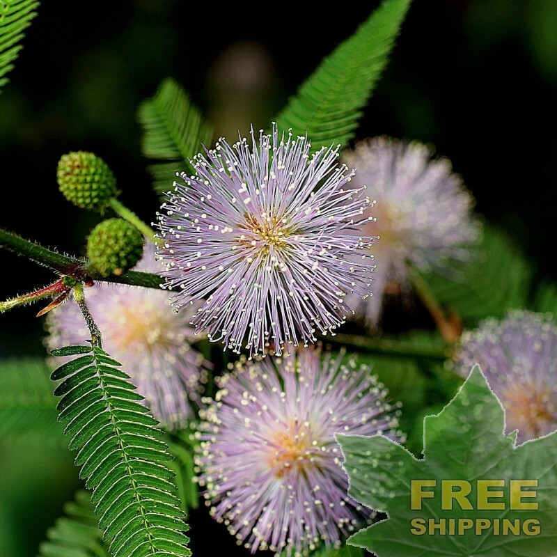 SENSITIVE PLANT Mimosa Pudica - 30 SEEDS. *LESS S&H gallery