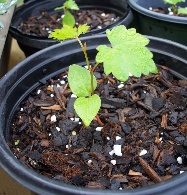 2000++ Table Grape Seedss (Vitis vinifera) var. Sweet Sapphire gallery