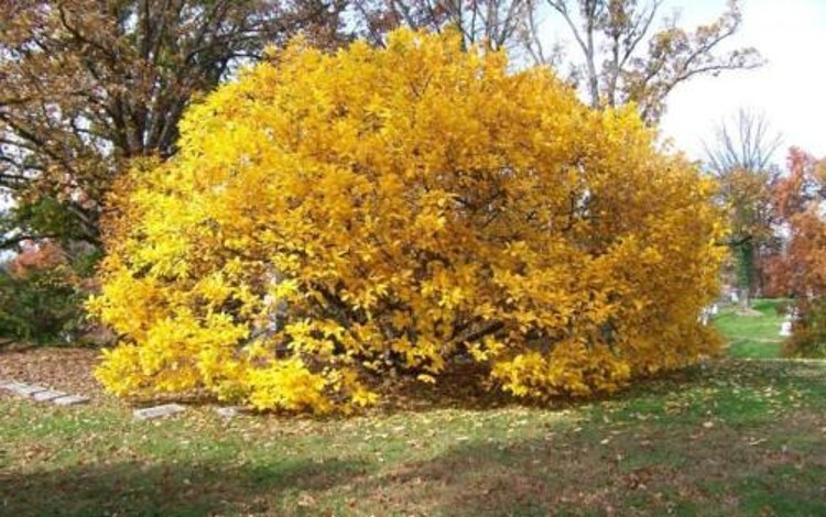 The White Fringe Is A Deciduous Tree Turned Golden Yellow Single Trunk Quart Pot gallery