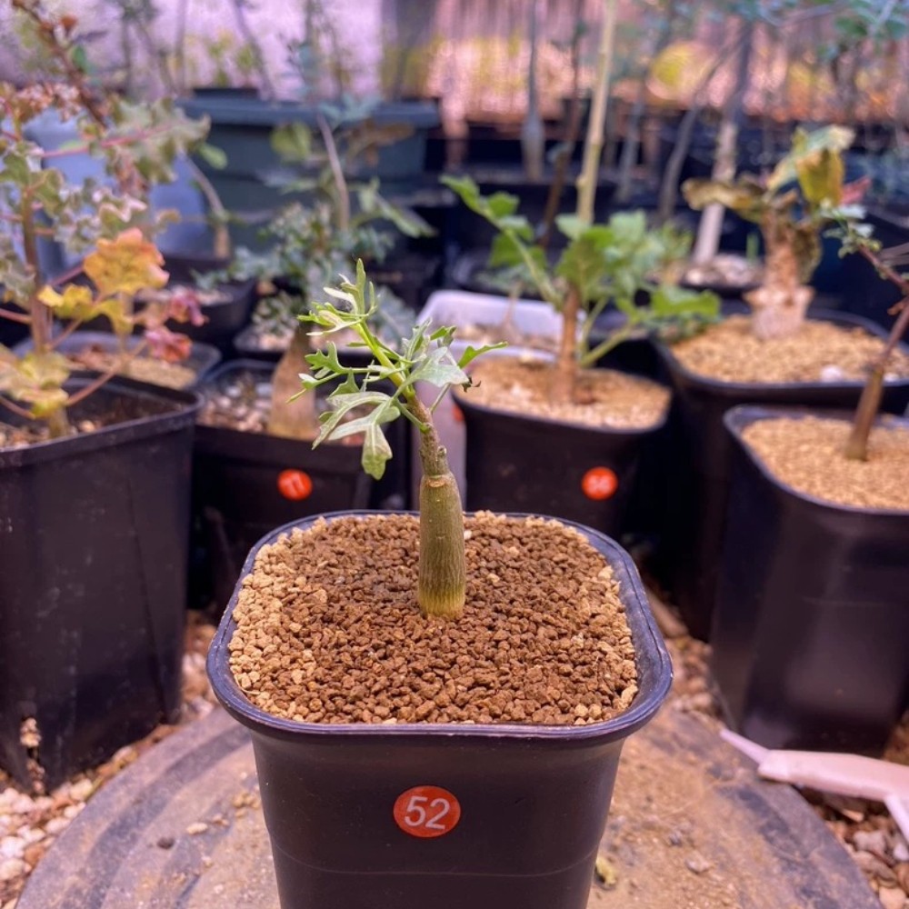 1Pieces 1cm Seedgrwoth Seedling Commiphora Cervifolia Beautiful Garden Planting gallery