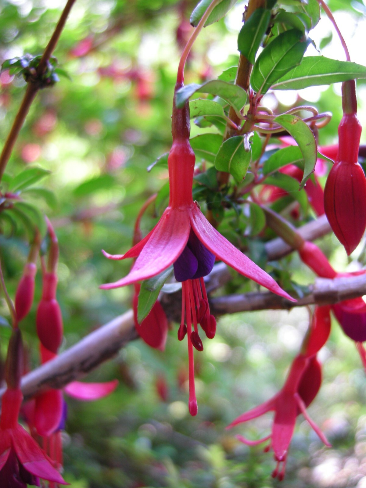 Fuchsia magellanica HARDY FUCHSIA Seeds! gallery