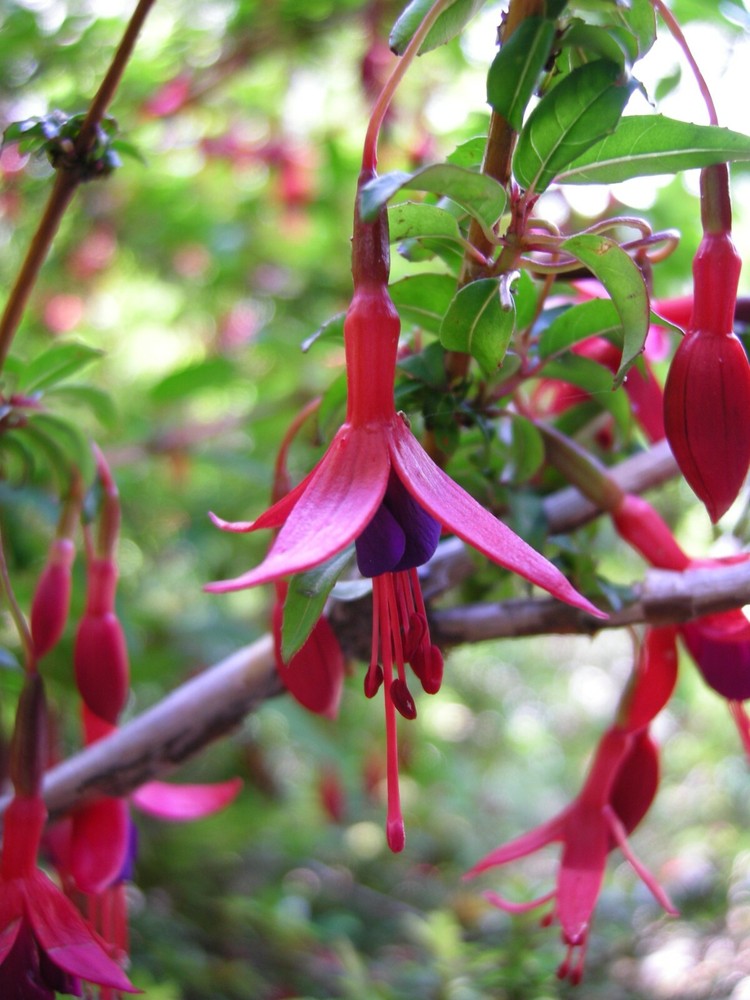 Fuchsia magellanica HARDY FUCHSIA Seeds!