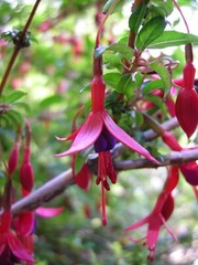 Fuchsia magellanica HARDY FUCHSIA Seeds!