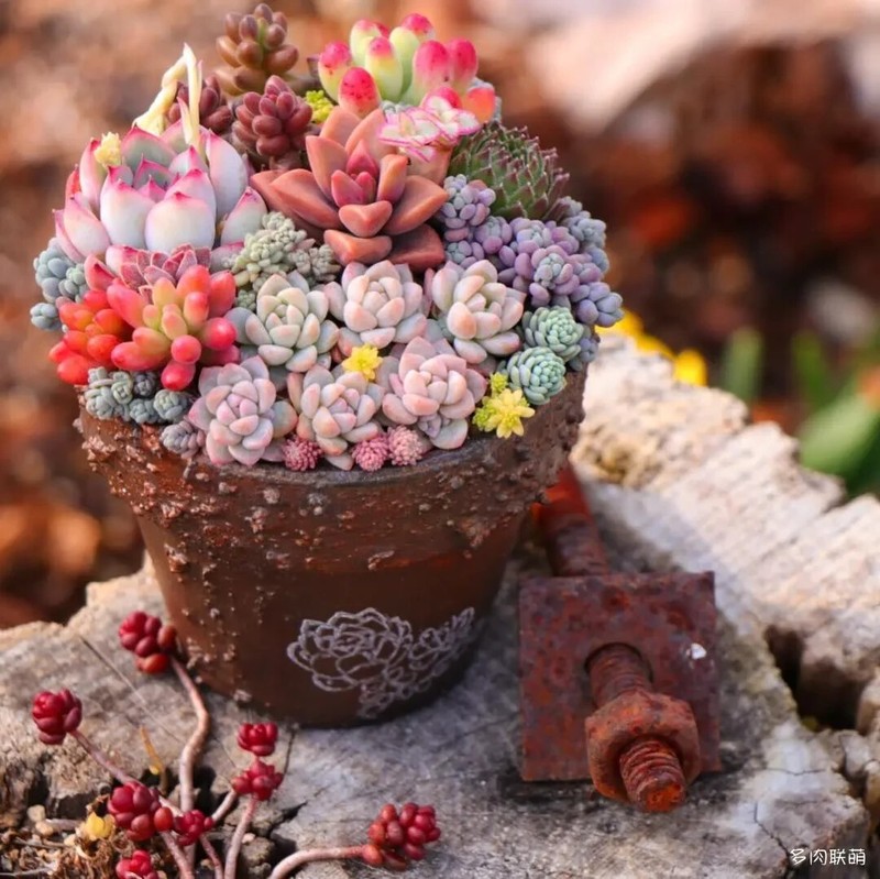 100pcs Mixed Rare Mini Succulent Seeds, Mult-Color Indoor/Outdoor Plant gallery