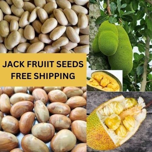 Seeds Jackfruit Fruit Tropical Tree Flower Largest seeds 2kg Fresh Jack Organic gallery
