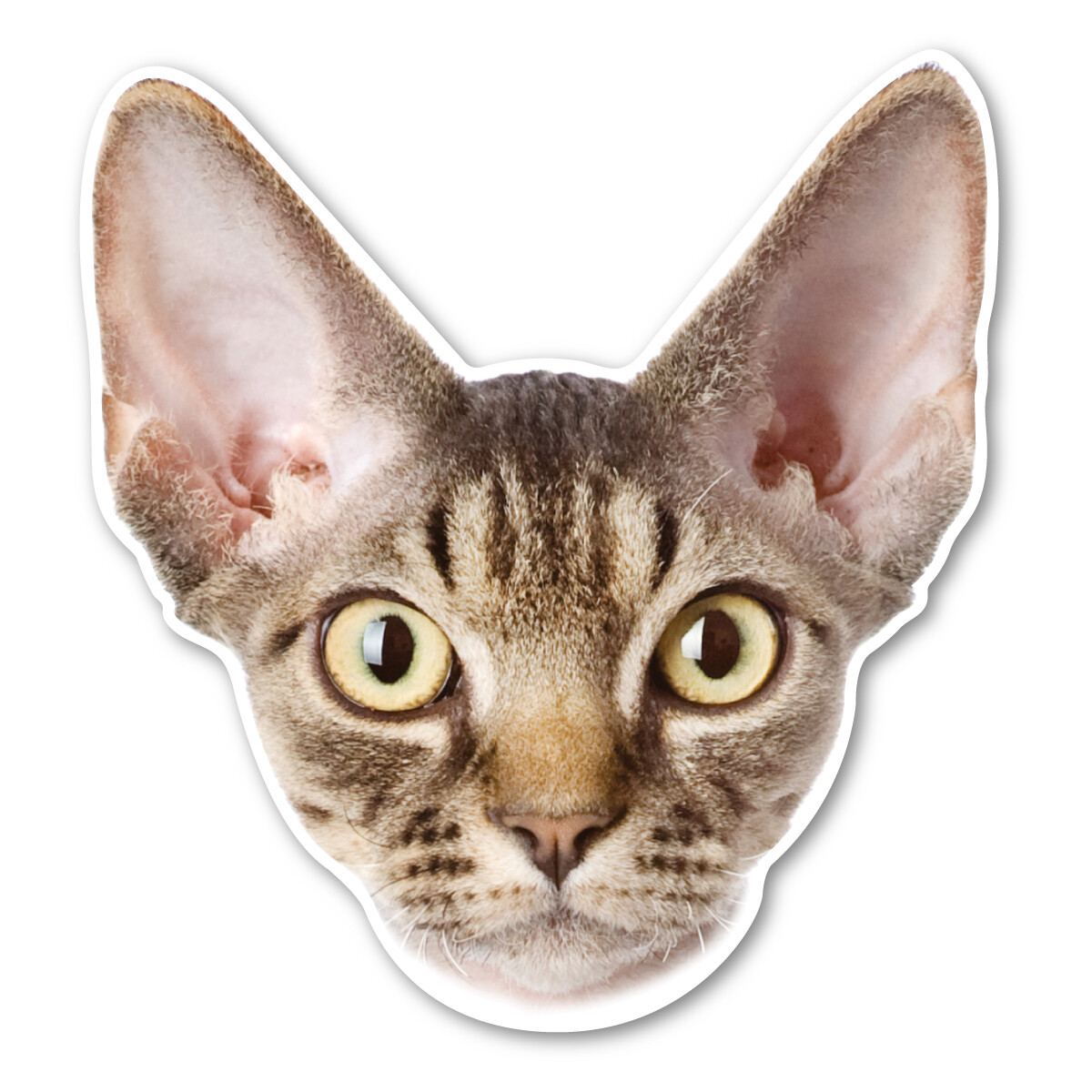 Devonshire Rex Cat Magnet gallery
