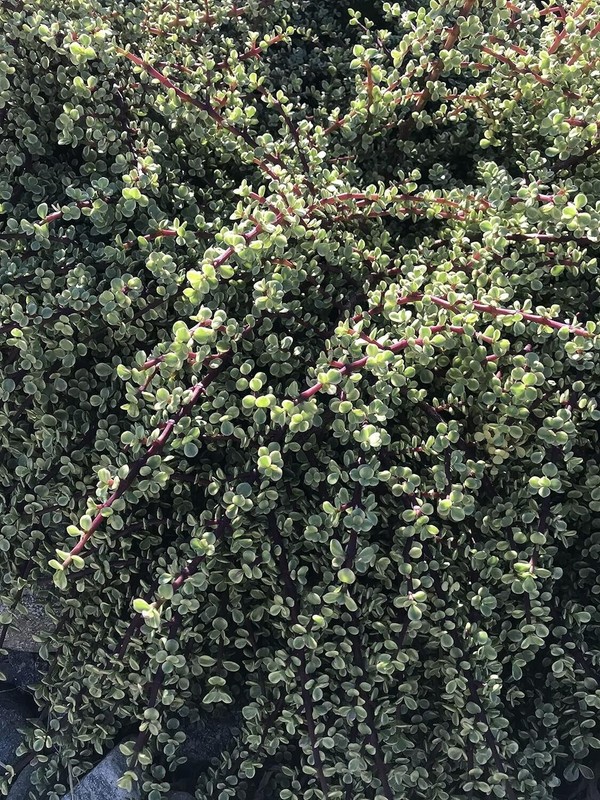15 Assorted Random Varieties Live Succulent Cactus Plants Unrooted cuttings only gallery